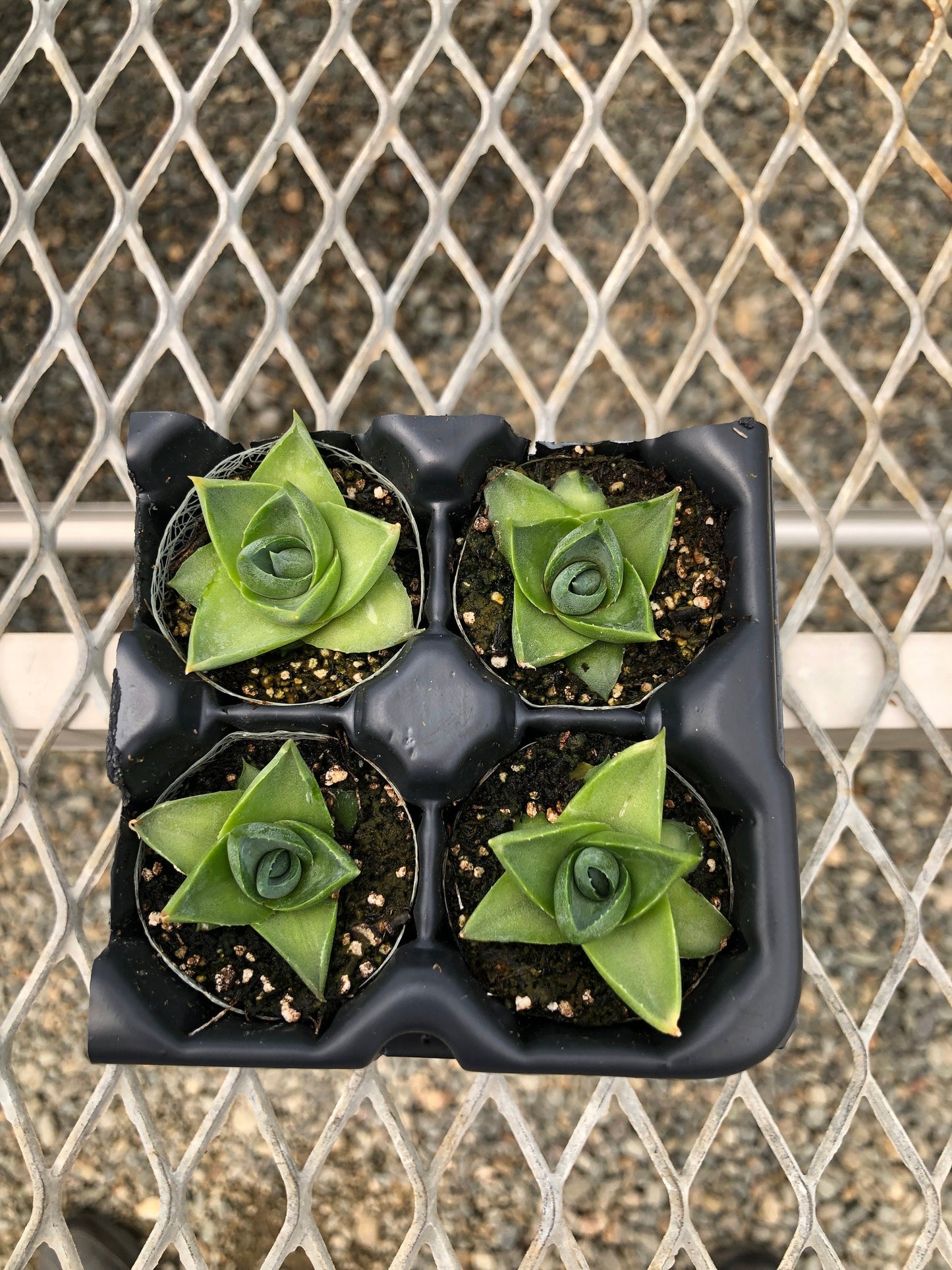 4 Pack: Agave 'Blue Glow Compacta'  Tissue Culture (TC) Starter Plants