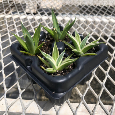 Agave Variety Pack