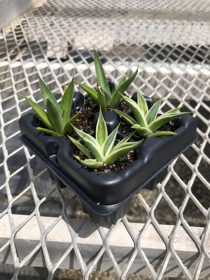 Agave Succulent Starter Plant 2x2 Pack - MicroStarts Plant Plugs