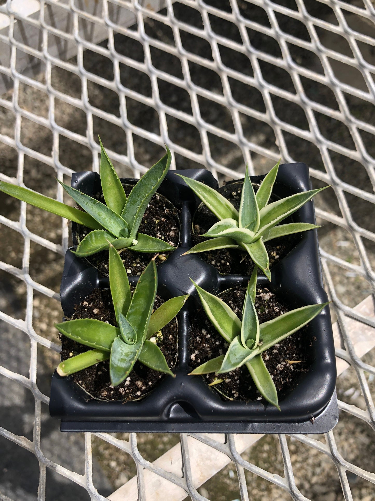 Agave Variety 2x2 Pack Starter Plants from Tissue Culture (TC)