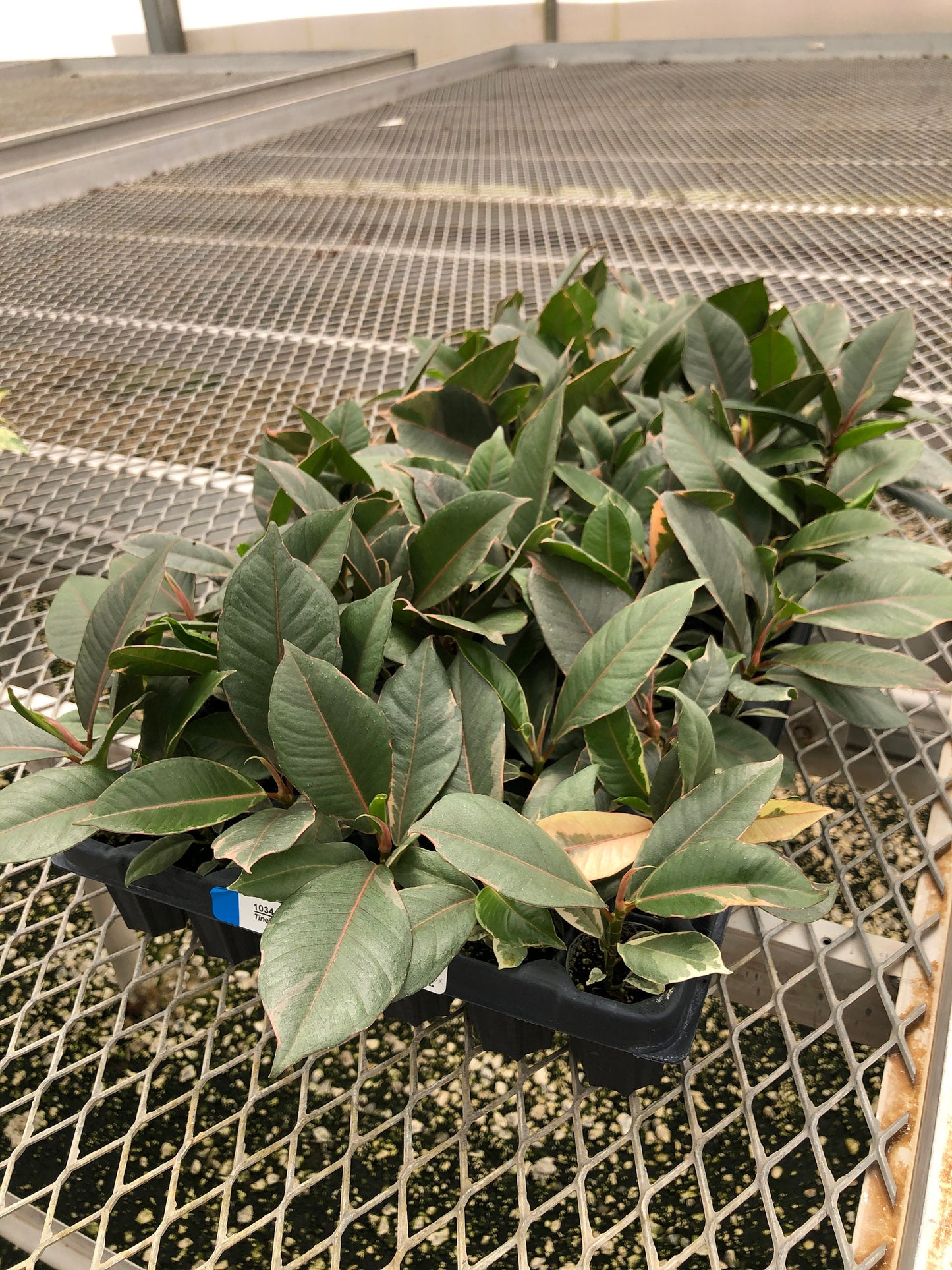 4 Pack: Ficus elastica 'Tineke' Tissue Culture (TC) Starter Plants