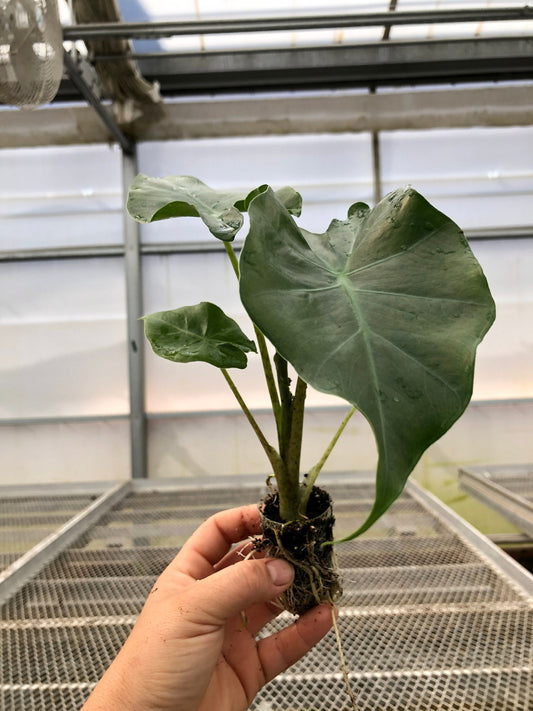 4 Pack: Alocasia 'Portora'  Tissue Culture (TC) Starter Plants