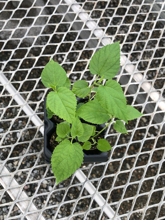 Dwarf Everbearing Mulberry - Morus nigra - Starter Plants