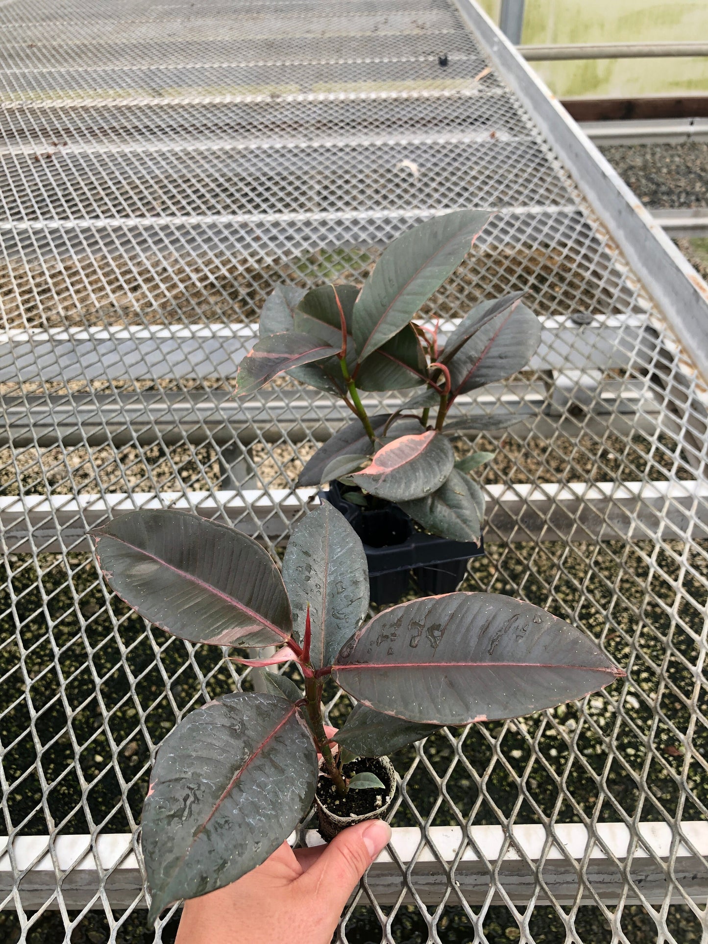 4 Pack: Ficus elastica 'Ruby' Tissue Culture (TC) Starter Plants