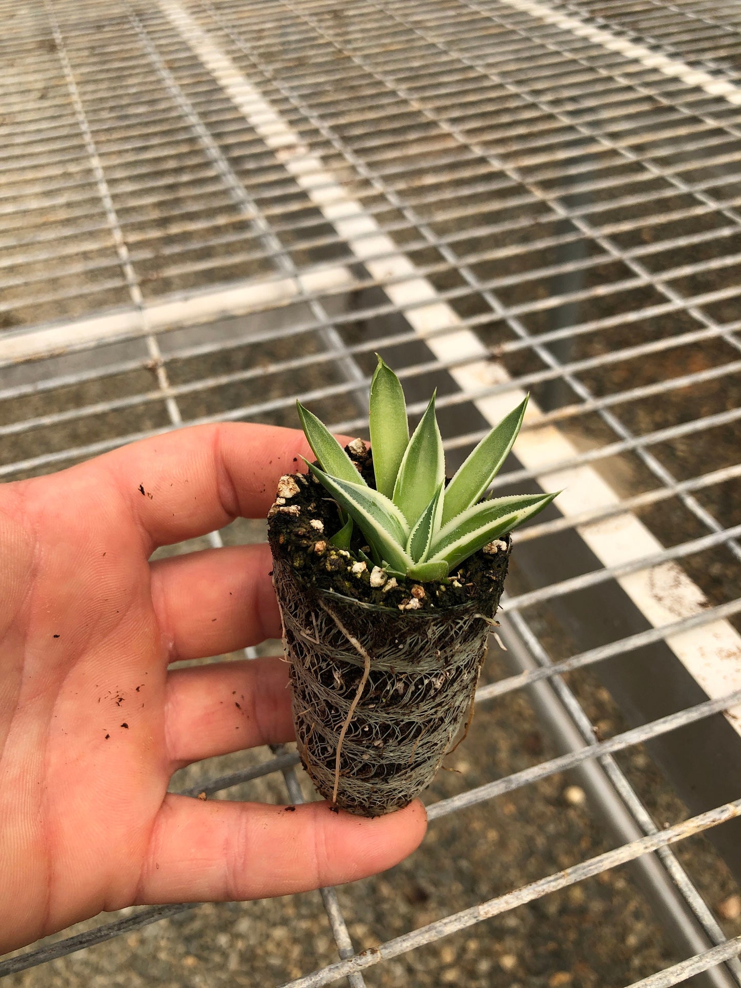 4 Pack: Agave 'Snow Glow' aka Variegated 'Blue Glow' Agave Tissue Culture (TC) Starter Plants