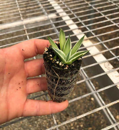 Agave 'Snow Glow', Variegated 'Blue Glow' Succulent Starter Plants - MicroStarts Plant Plugs 4 Pack