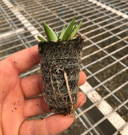 Agave 'Snow Glow', Variegated 'Blue Glow' Succulent Starter Plants - MicroStarts Plant Plugs 4 Pack