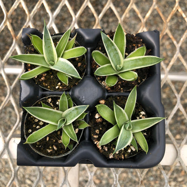 California Glow Agave