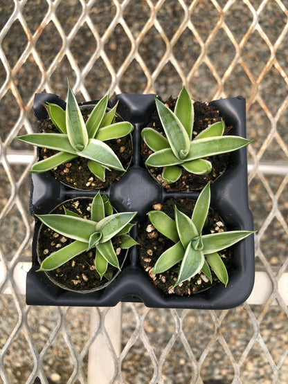 Agave 'Snow Glow', Variegated 'Blue Glow' Succulent Starter Plants - MicroStarts Plant Plugs 4 Pack