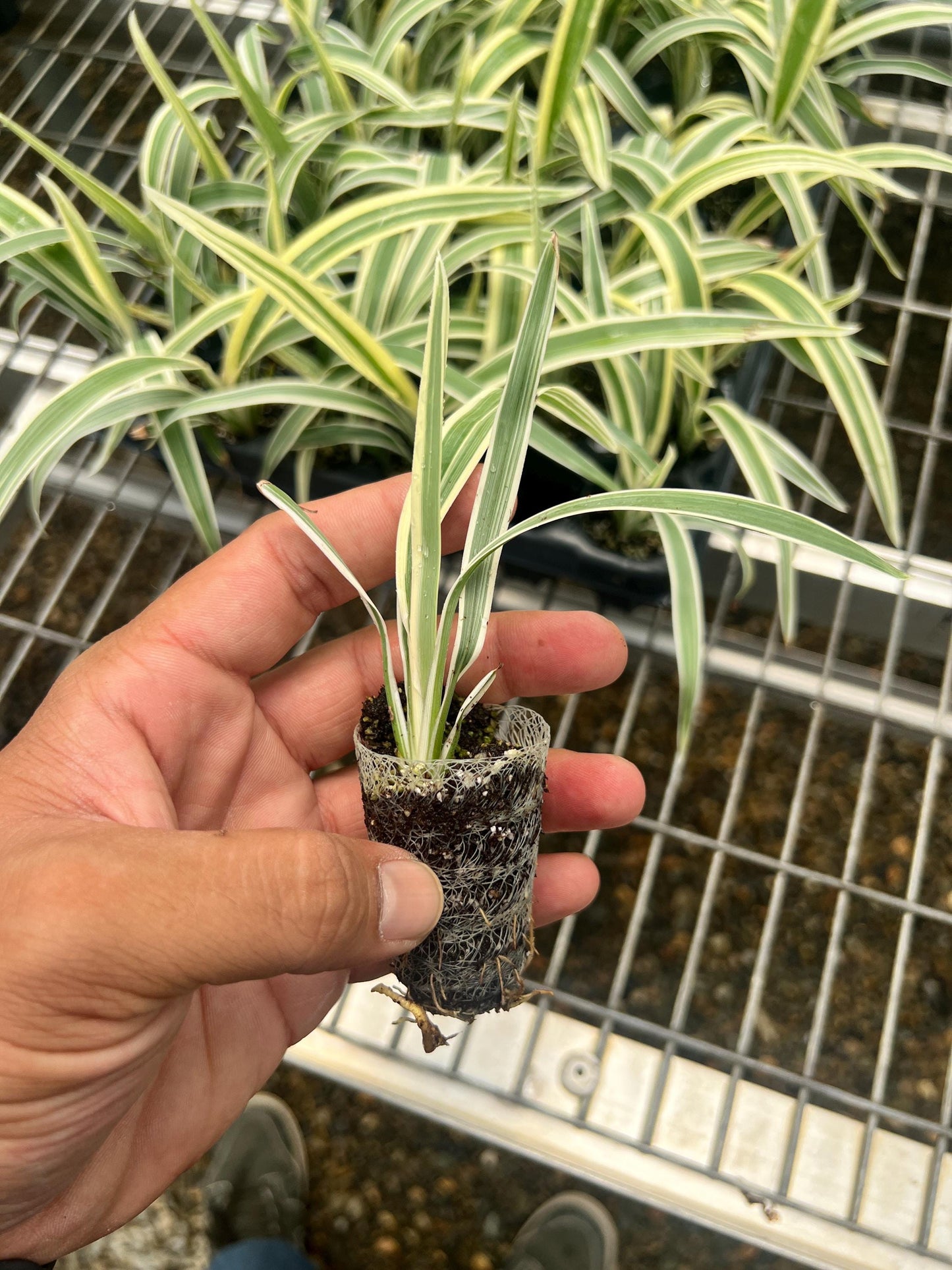 4 Pack: Dianelle variegata a.k.a. Tasmanian flax-lily Tissue Culture (TC) Starter Plants