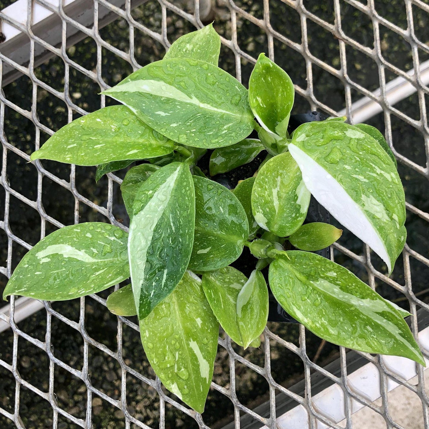 Philodendron 'White Wizard' Tissue Culture (TC) Starter Plants