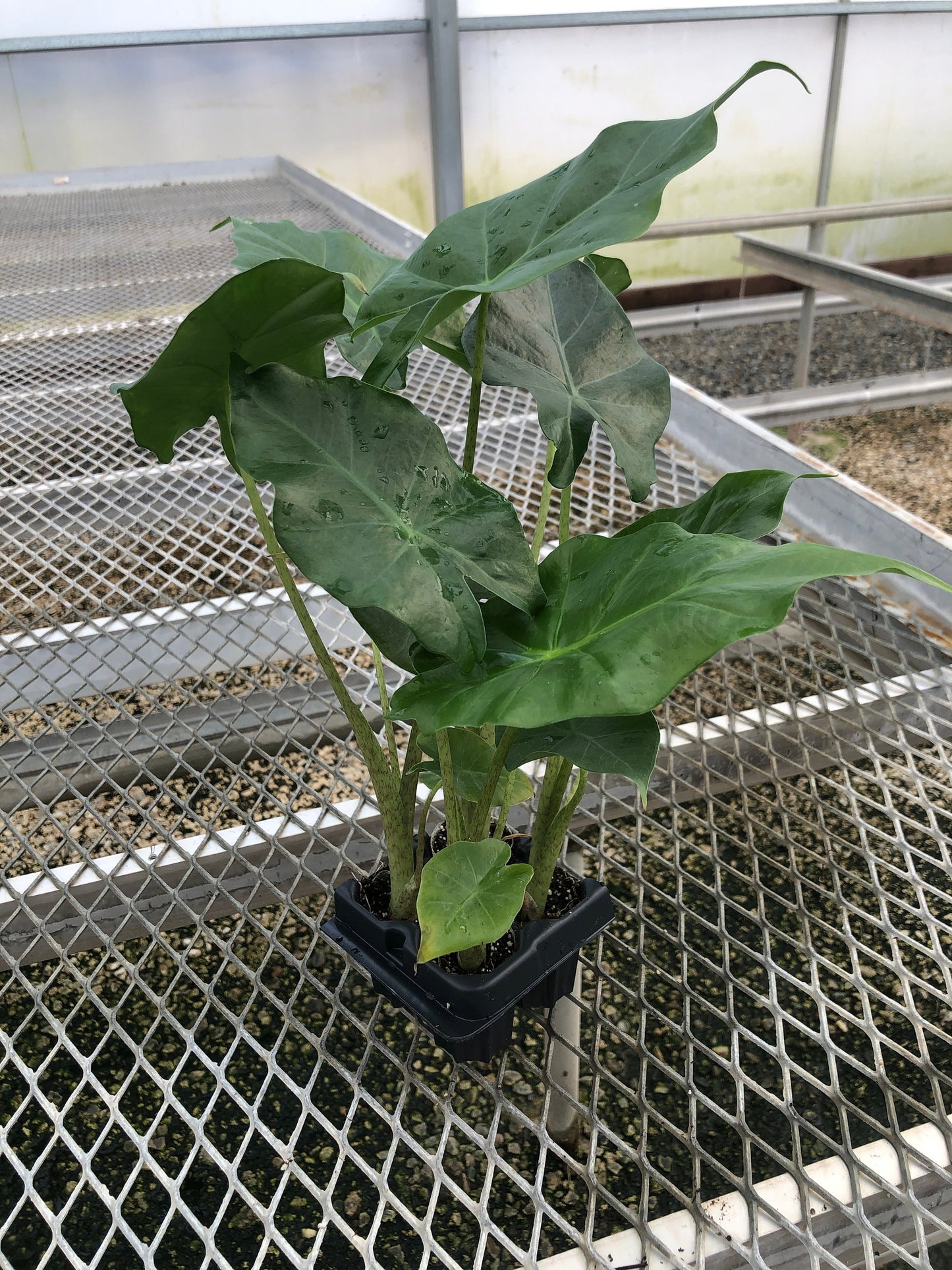 4 Pack: Alocasia 'Portora'  Tissue Culture (TC) Starter Plants