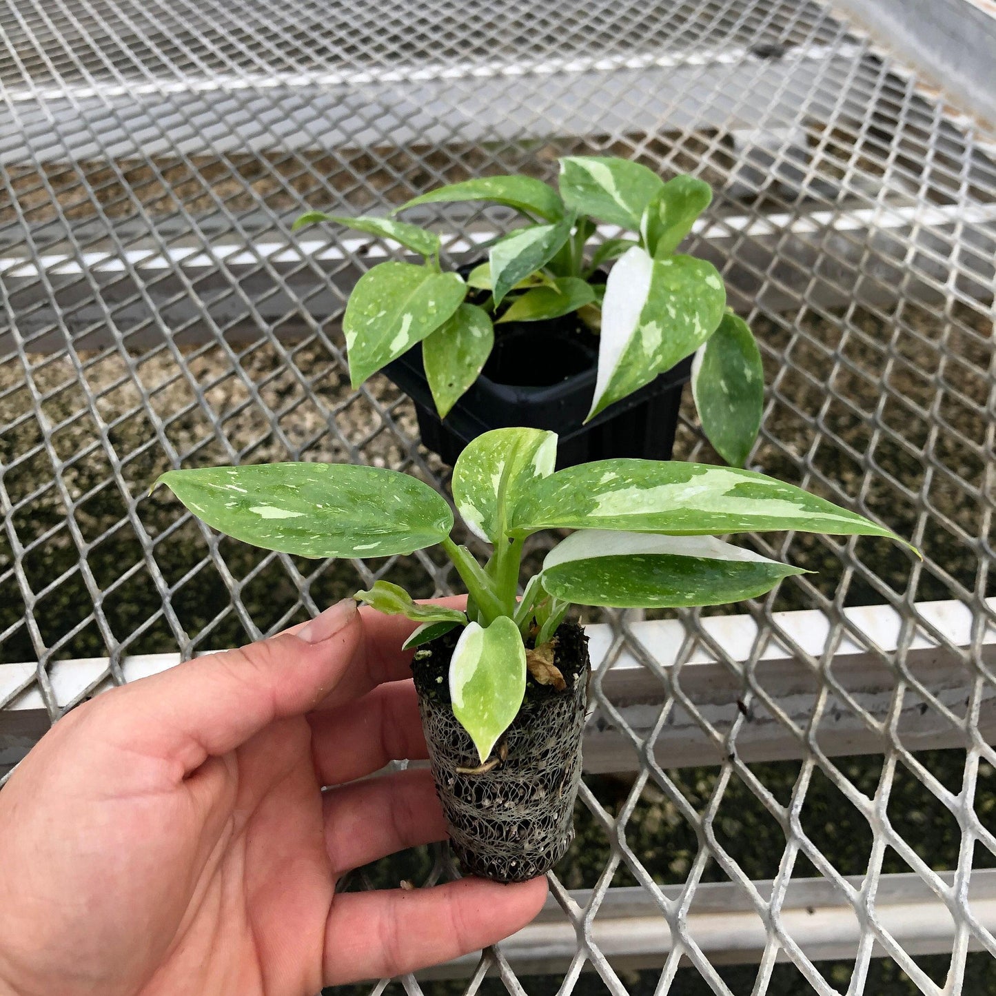 Philodendron 'White Wizard' Tissue Culture (TC) Starter Plants