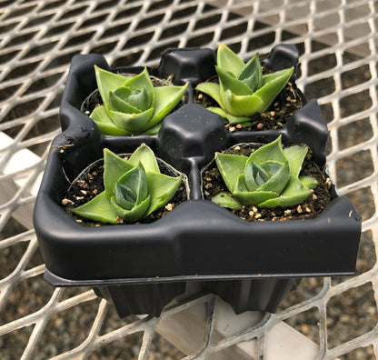 Agave 'Pixie' Succulent Starter Plants - MicroStarts Plant Plugs