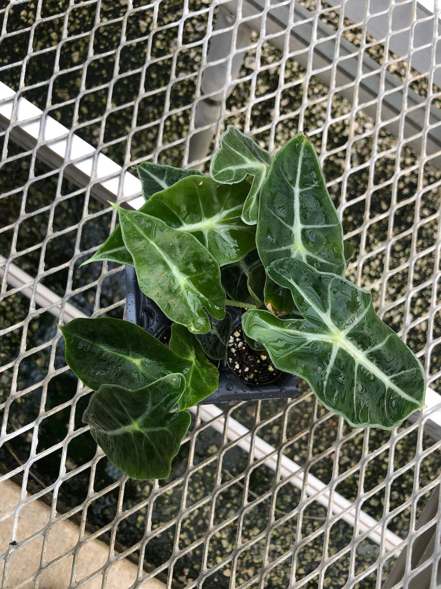 4 Pack: Alocasia 'Dwarf Amazonica' Tissue Culture (TC) Starter Plants