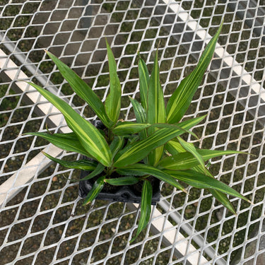 Variegated Hawaiian Ti