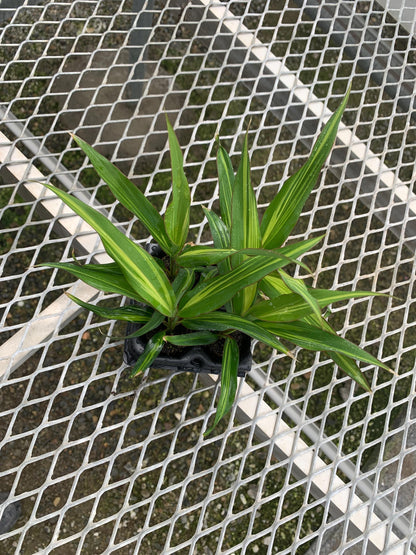 Cordyline 'Kiwi' 4 Pack - Hawaiian Ti
