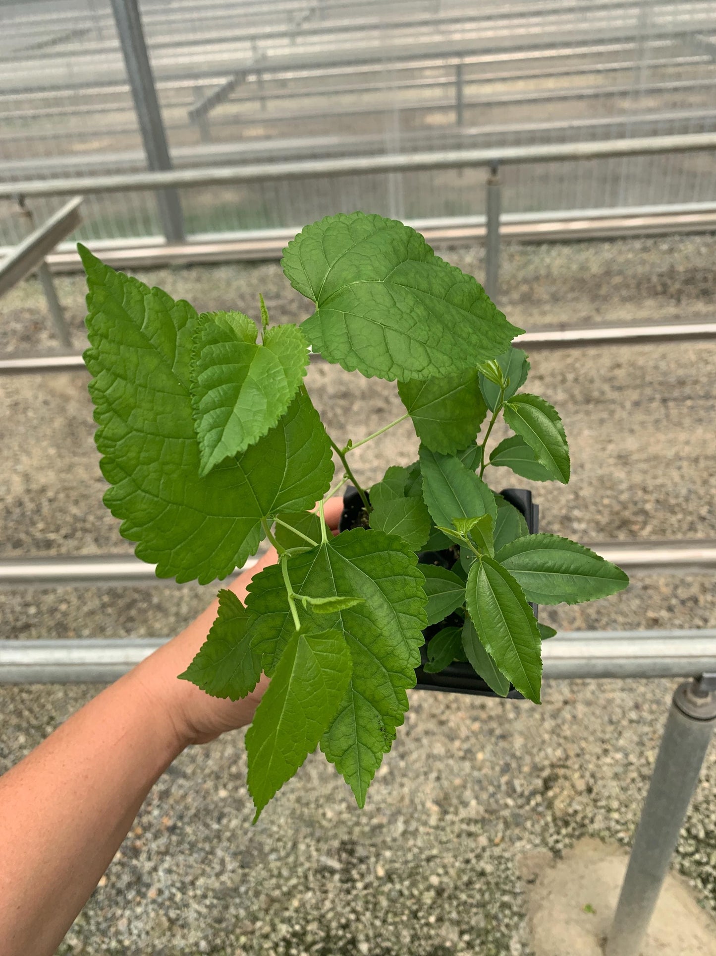 Himalayan Fruiting Mulberry Starter Plants from Tissue Culture- Morus serrata