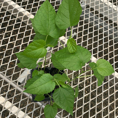 Himalayan Fruiting Mulberry