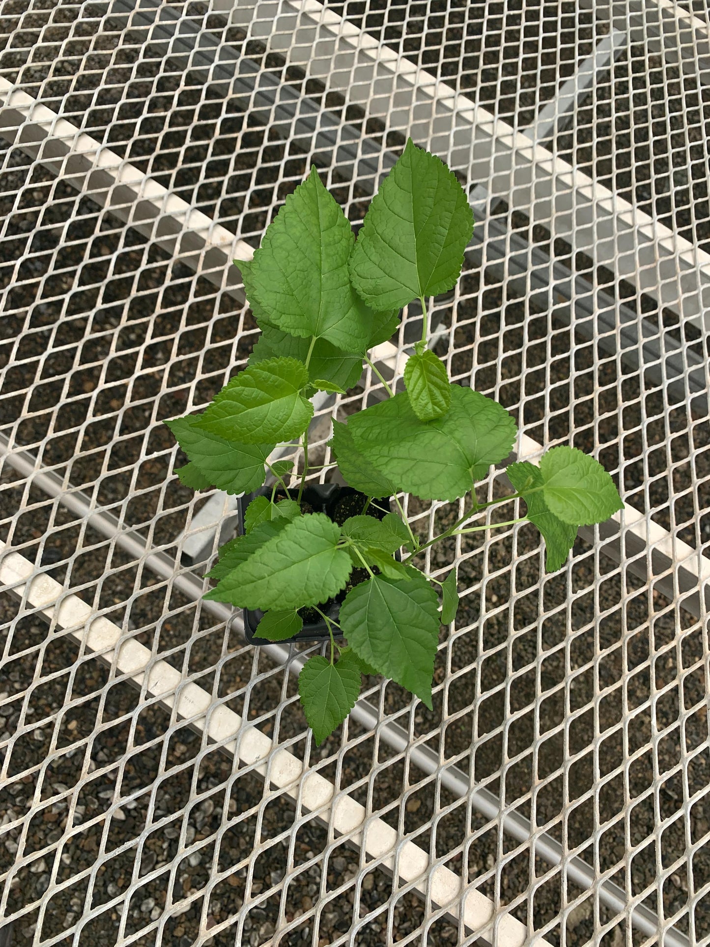 Himalayan Fruiting Mulberry Starter Plants from Tissue Culture- Morus serrata