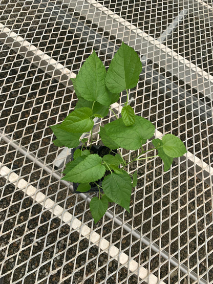 Himalayan Fruiting Mulberry, Morus serrata - MicroStarts Own Root Trees - Choose your size!