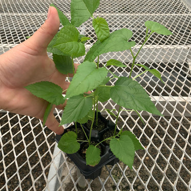 Himalayan Fruiting Mulberry