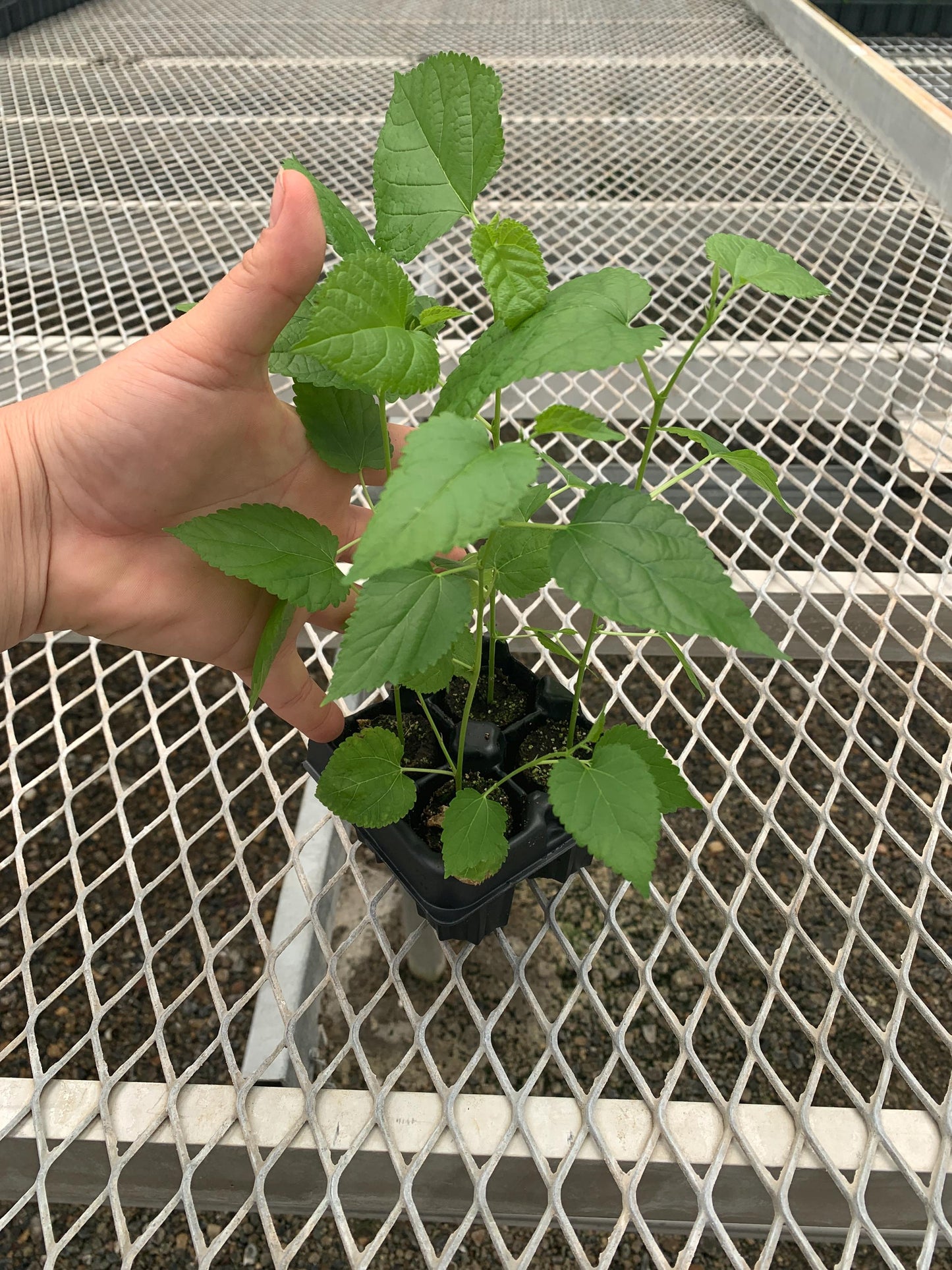 Himalayan Fruiting Mulberry Starter Plants from Tissue Culture- Morus serrata