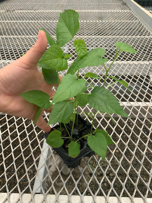 Himalayan Fruiting Mulberry (Morus)
