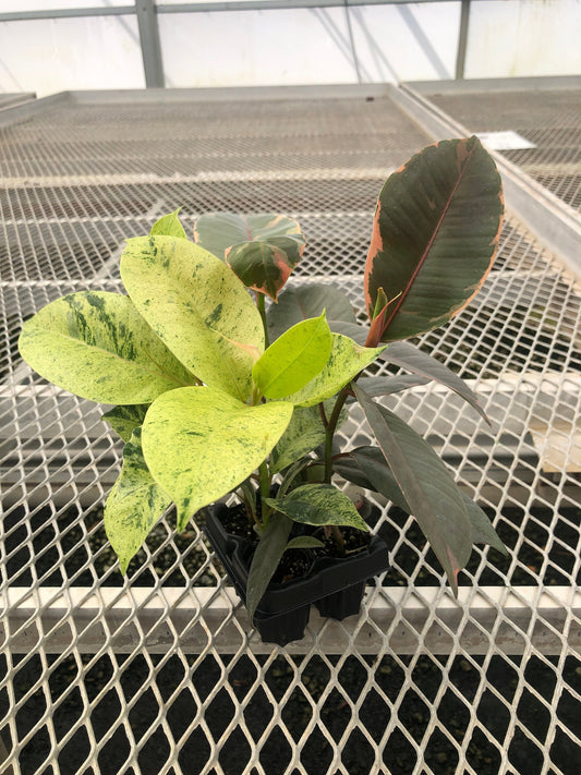 Ficus Houseplant Starter Plant 2x2 Pack - Tineke, Ruby, Shivereana/Moonshine Rubber Trees, and Altissima Variegata - MicroStarts