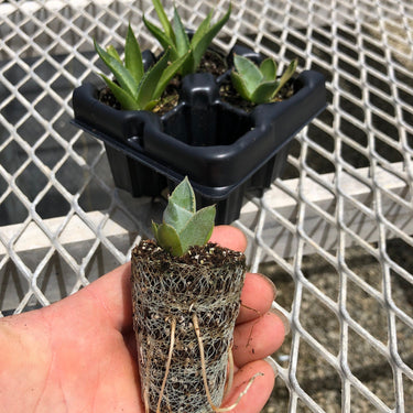 Agave Variety Pack