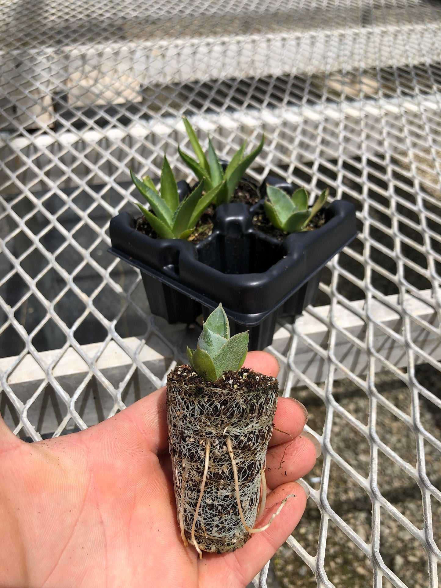 Agave Variety 2x2 Pack Starter Plants from Tissue Culture (TC)