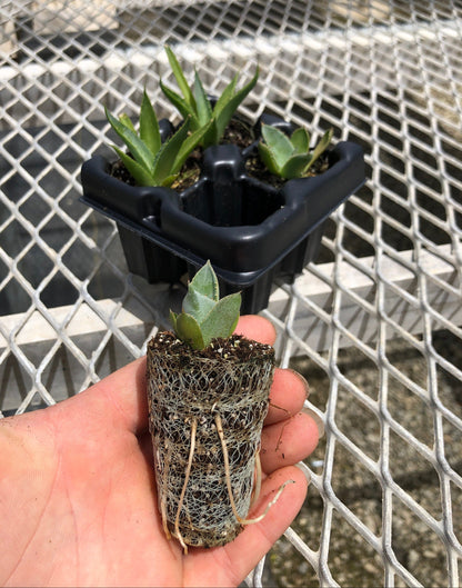 Agave Succulent Starter Plant 2x2 Pack - MicroStarts Plant Plugs