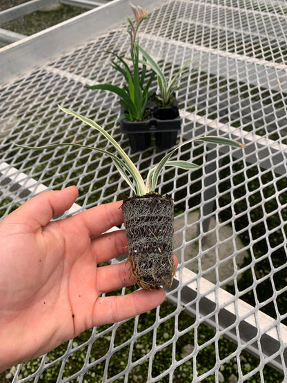 Kangaroo Paw (Anigozanthos 'Bush Ranger') & Tasmanian flax-lily (Dianelle variegata) Starter Plants 2x2 Pack - MicroStarts Plant Plugs