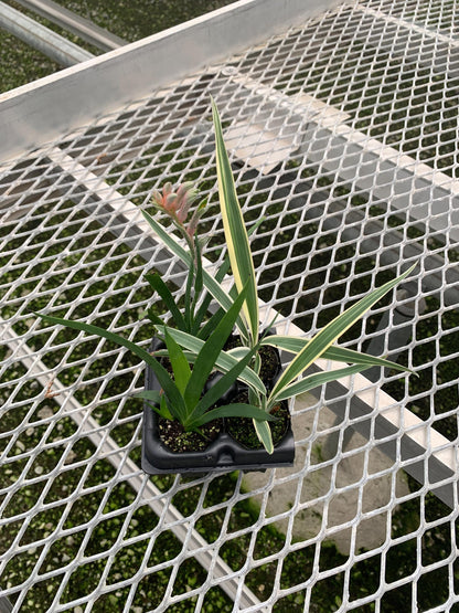 Kangaroo Paw (Anigozanthos 'Bush Ranger') & Tasmanian flax-lily (Dianelle variegata) Starter Plants 2x2 Pack - MicroStarts Plant Plugs