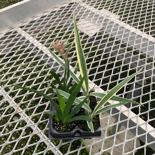 Anigozanthos 'Bush Ranger' & Dianelle variegata - Kangaroo Paw & Tasmanian flax-lily