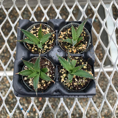 King of the Agaves, Agave nickelsiae Succulent Starter Plants - MicroStarts Plant Plugs 4 Pack