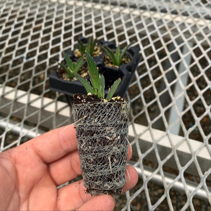 King of the Agaves, Agave nickelsiae Succulent Starter Plants - MicroStarts Plant Plugs 4 Pack