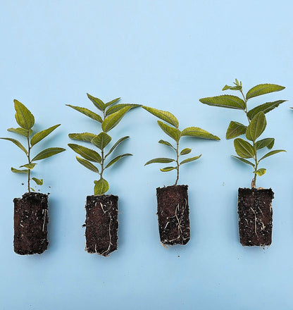 Jujube GA 866 Starter Trees - MicroStarts Tissue Culture (Own Root) Starter Tree 4 Pack