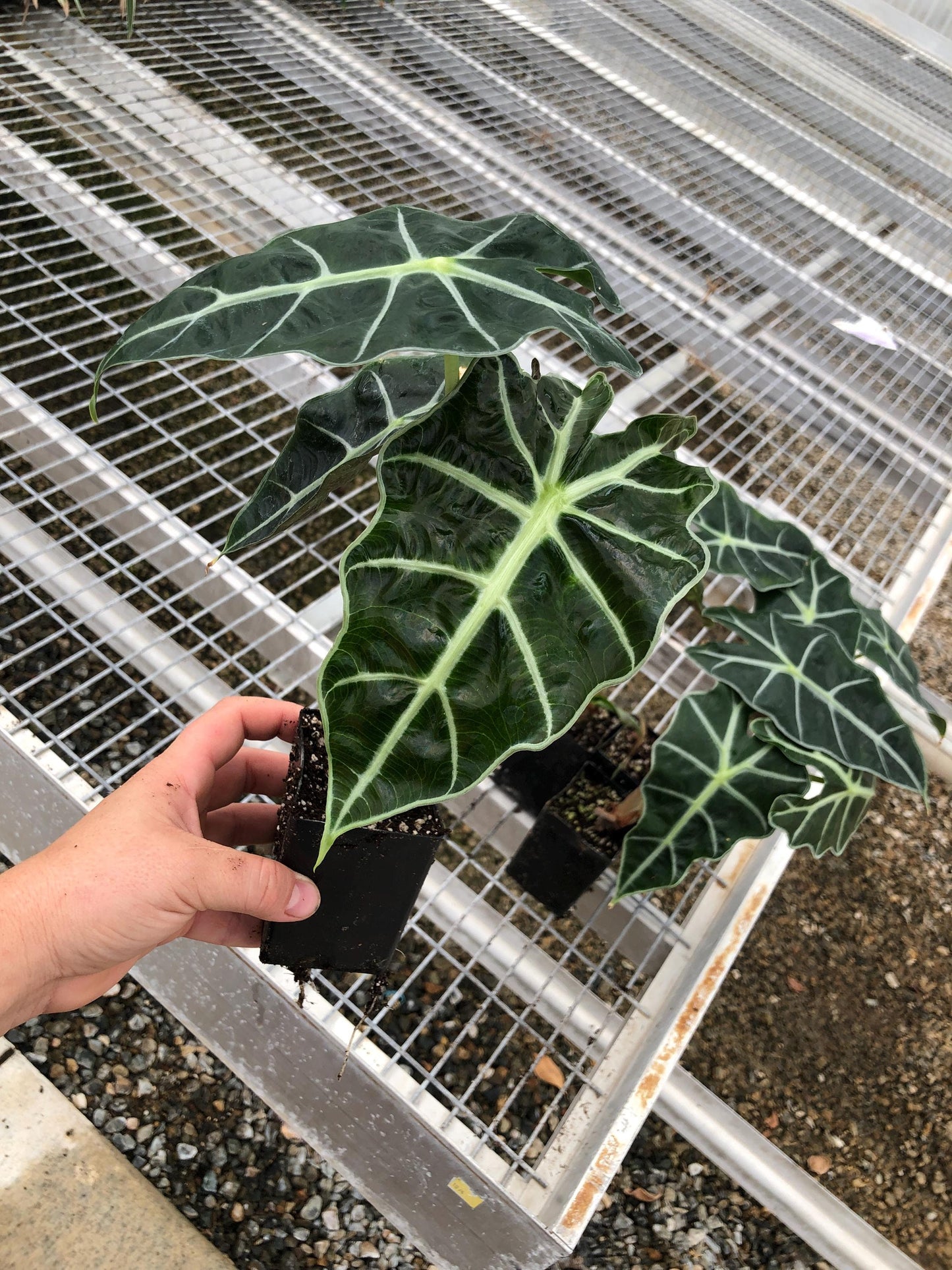 4 Pack: Alocasia 'Dwarf Amazonica' in 2 inch pots a.k.a. Dwarf Glossy Elephant Ear