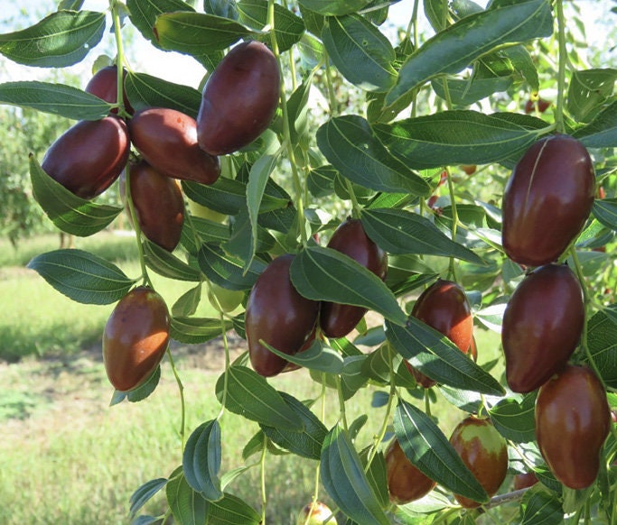 Jujube GA 866 Tree - Ziziphus jujuba, Chinese Date, or Red Date