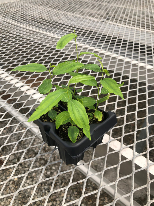 Jujube GA 866 Starter Trees - MicroStarts Tissue Culture (Own Root) Starter Tree 4 Pack