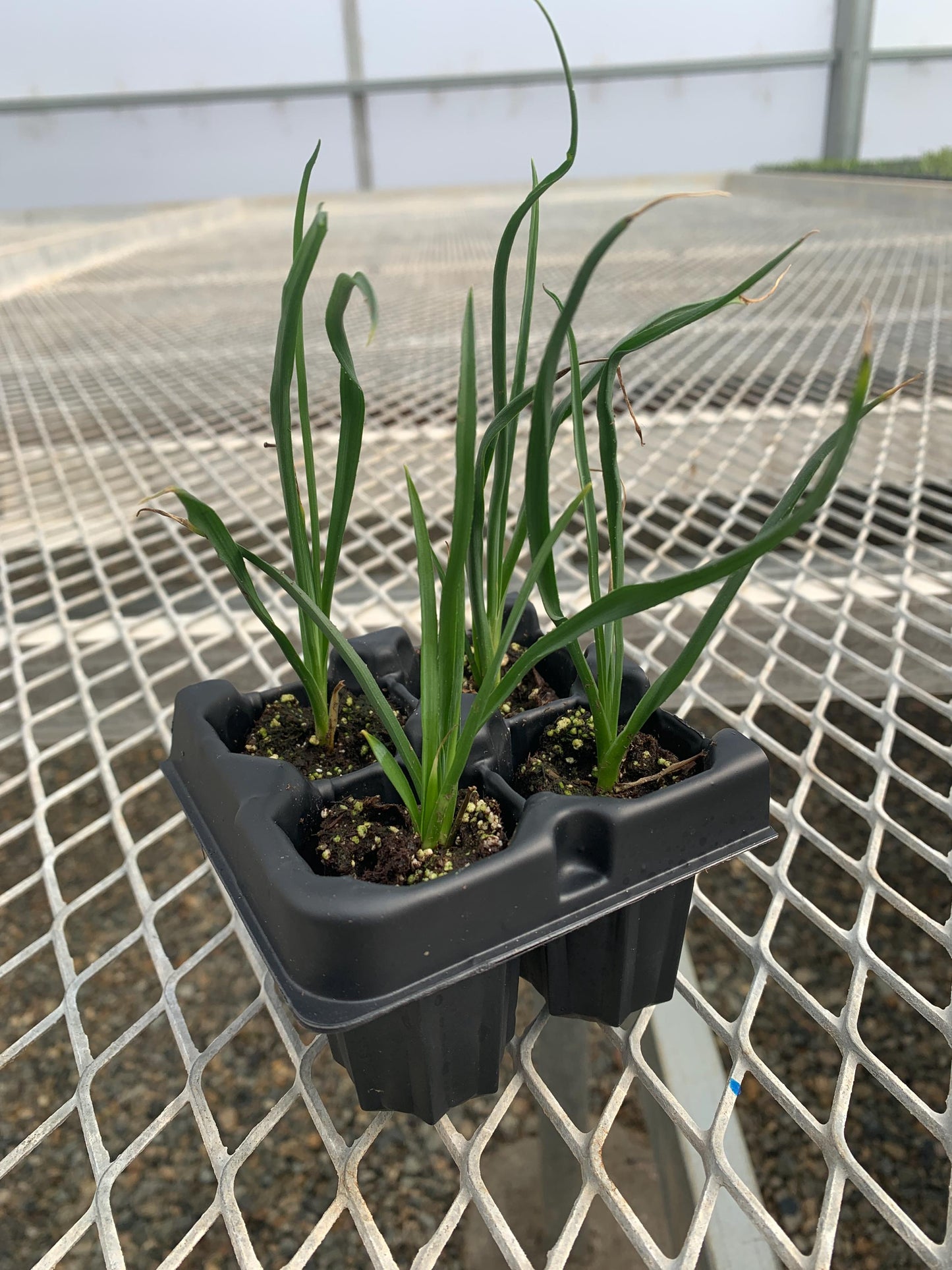 4 Pack: Yellow Flowering Yucca (Hesperaloe parviflora 'Yellow') Landscape Plant from Tissue Culture (TC)