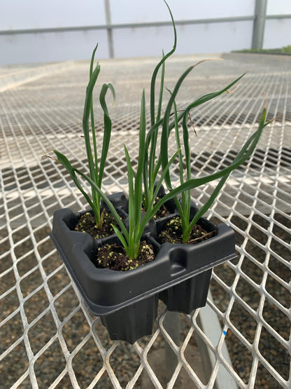 Yellow Flowering Yucca, Hesperaloe parviflora 'Yellow' Starter Plants - MicroStarts Plant Plugs