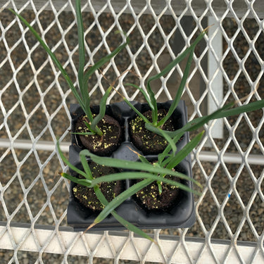 Yellow Hesperaloe