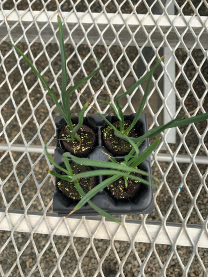 Yellow Flowering Yucca, Hesperaloe parviflora 'Yellow' Starter Plants - MicroStarts Plant Plugs