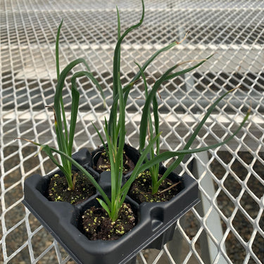Yellow Hesperaloe