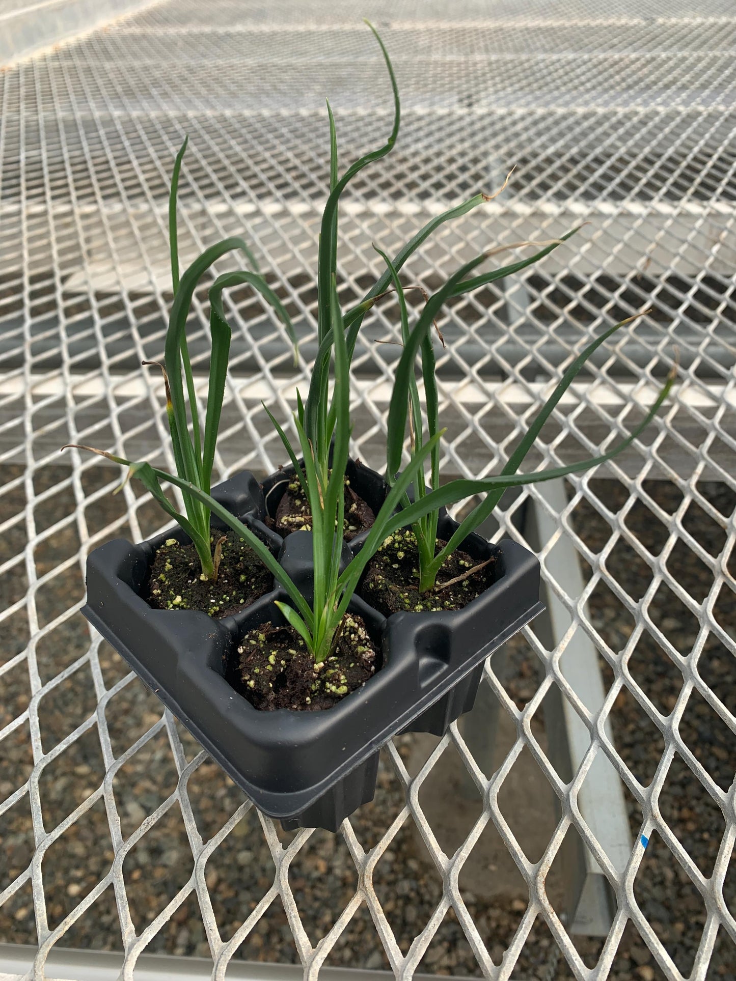 4 Pack: Yellow Flowering Yucca (Hesperaloe parviflora 'Yellow') Landscape Plant from Tissue Culture (TC)