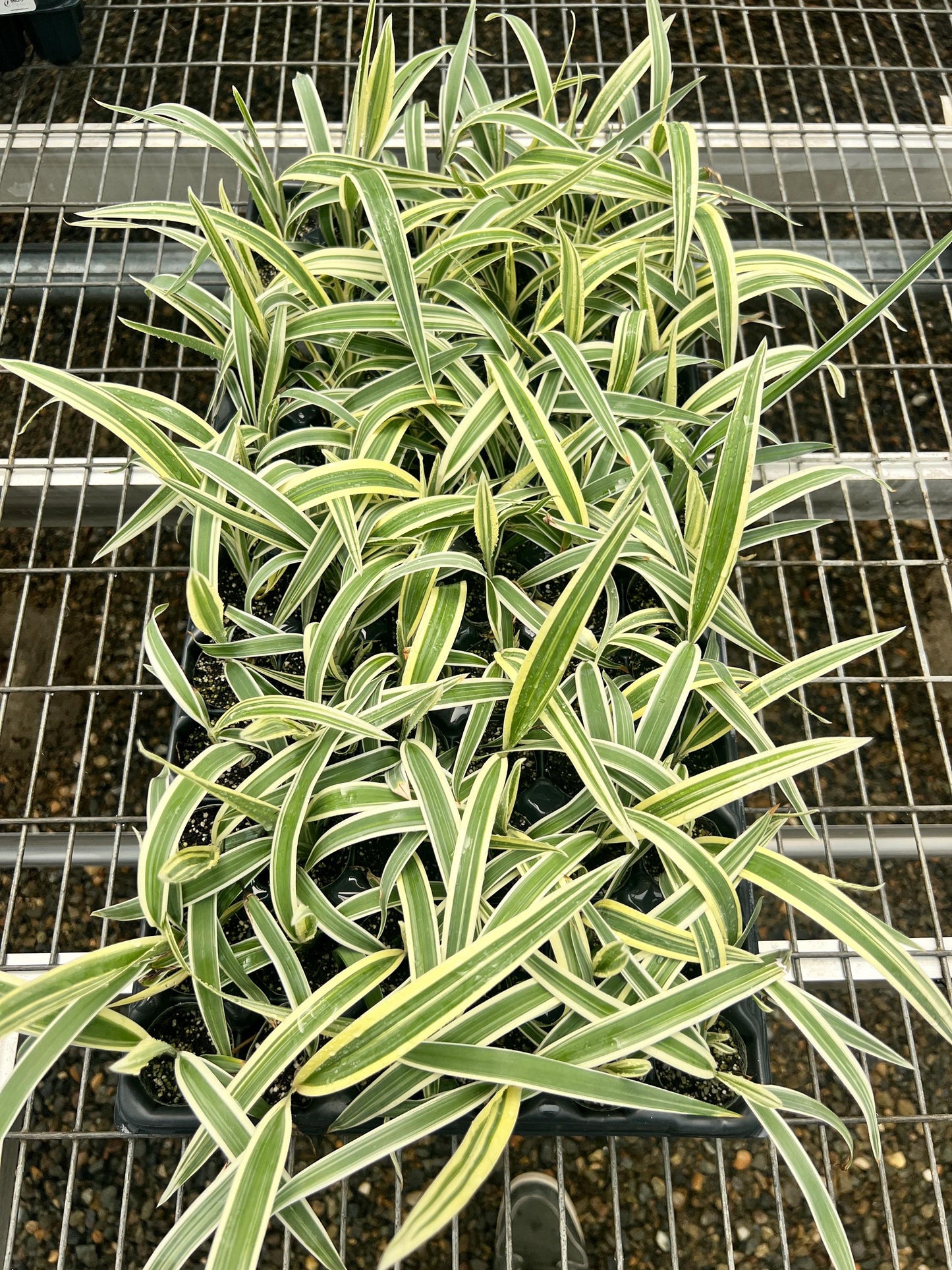 4 Pack: Dianelle variegata a.k.a. Tasmanian flax-lily Tissue Culture (TC) Starter Plants