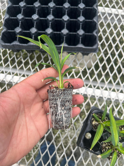 Cordyline 'Kiwi' 4 Pack - Hawaiian Ti