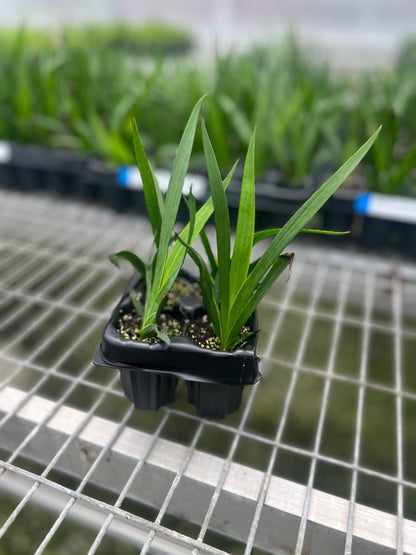 Kangaroo Paw, Anigozanthos 'Bush Ranger' Starter Plants - MicroStarts Plant Plugs 4 Pack